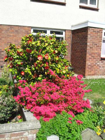Camelia, azalea and other acid lovers in Baberton front garden