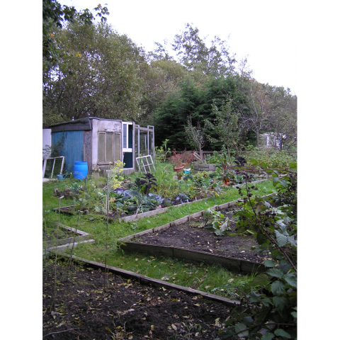 Plots of veg at WH allotments