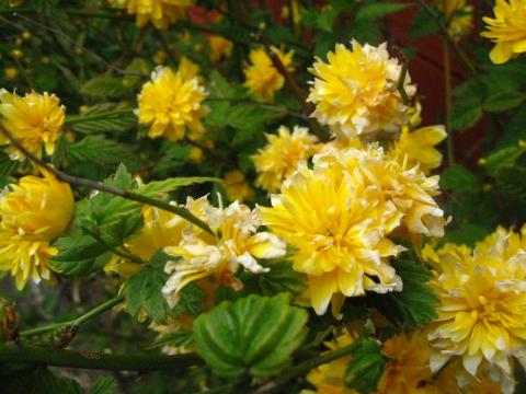 One of the plants in a Baberton Mains garden