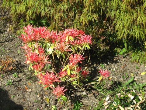 One of the plants seen during a group visit to Baberton front gardens