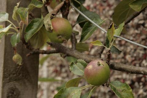 Image of two Cox apples on a cordon
