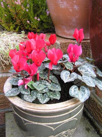 Red cyclamen in ceramic pot