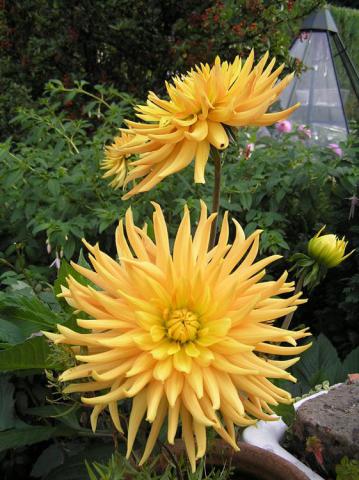 A yellow specimen spiky dahlia