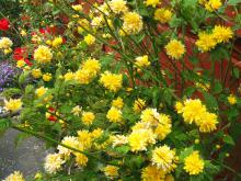 Scrambled egg plant in bloom Scrambled egg plant in bloom