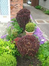 The right hand side of a densely planted small front garden The right hand side of a densely planted small front garden
