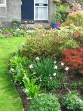 A spring border in Baberton Mains Crescent A spring border in Baberton Mains Crescent