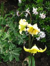 Yellow lily seen on group visit to baberton front gardens Yellow lily seen on group visit to baberton front gardens