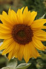 Sunflower - sunshine in the garden A sunflower head