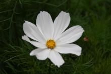 Cosmos in bloom Image to the head of a white cosmos