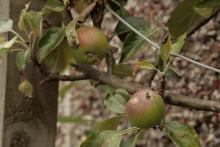 Self pollinating cox apple Image of two Cox apples on a cordon