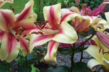 Perfect cream and pink lilies in a pot perfect cream and pink lilies in a pot