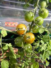 Tomatoes ripening in cold greenhouse Image of a truss of tomatoes, some orange,some green